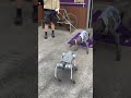 After watching for a while, I still don't know what kind of creature this is. Dog's reaction#shorts