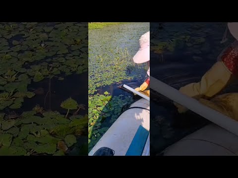 Video Amazing Rural Fishing Video ???? Best Asian Fishing... - youtube