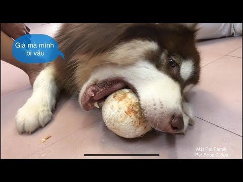 puppy paradise Chó Mật và quả dừa - quyết về Bến Tre ở và đi nạo dừa thuê nhé ==)) | Mật Pet Family