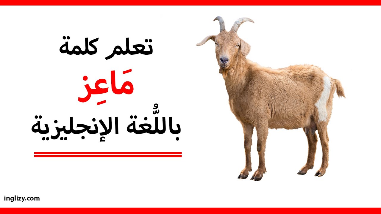 الفيل باللغة الإنجليزية L Series Animal Names in English Youtube