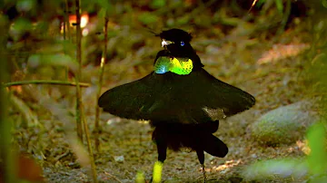 Wie putzt sich ein Vögel?