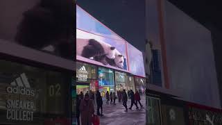3D Billboard With Two Giant Pandas In The Taiguli Quarter