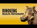 WILDLIFE PHOTOGRAPHY IN AFRICA - SAFARI PHOTO TIPS AT DINOKENG