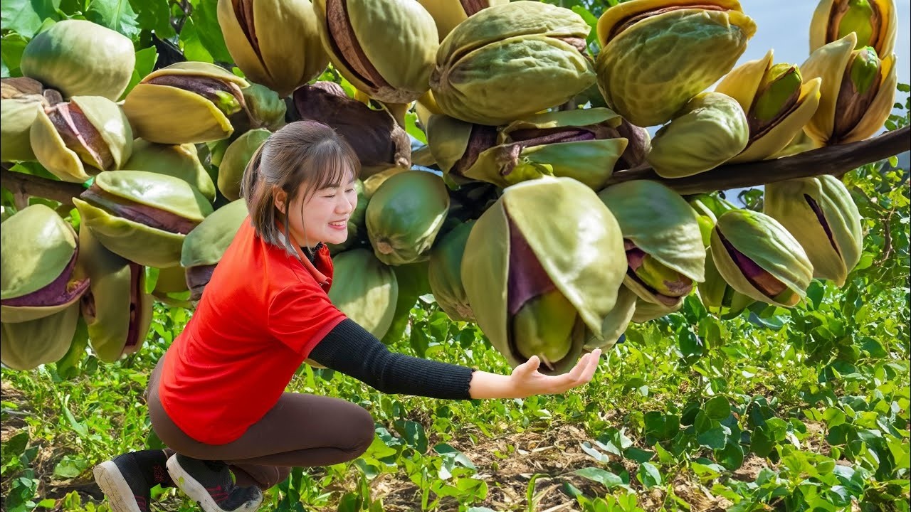 CHOCANTE! Colheita de TONELADAS de Pistache GIGANTE e Tudo Vendido no Mercado