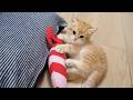 Cute little kitten that’s still too small to play with stuffed animals properly…