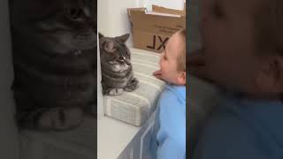 Funny Cats 😺 Part 13 #Shorts