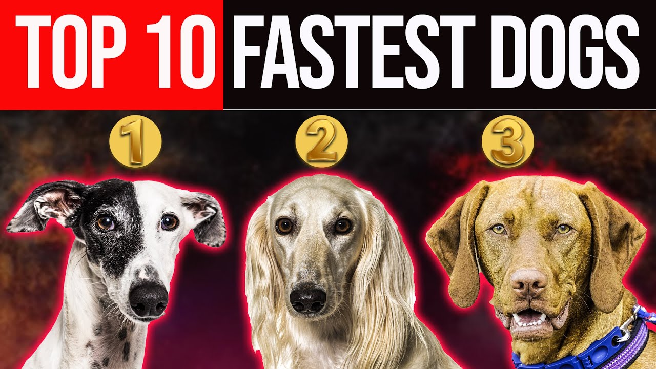 World’s Fastest Dog Breeds Ranked – Number One Will Shock You - Top 10 ...