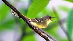 Terapi kicauan alam burung ciblek  - Durasi: 15:01. 