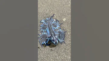 Blue Dragon Sea Slug Gently Swims || ViralHog