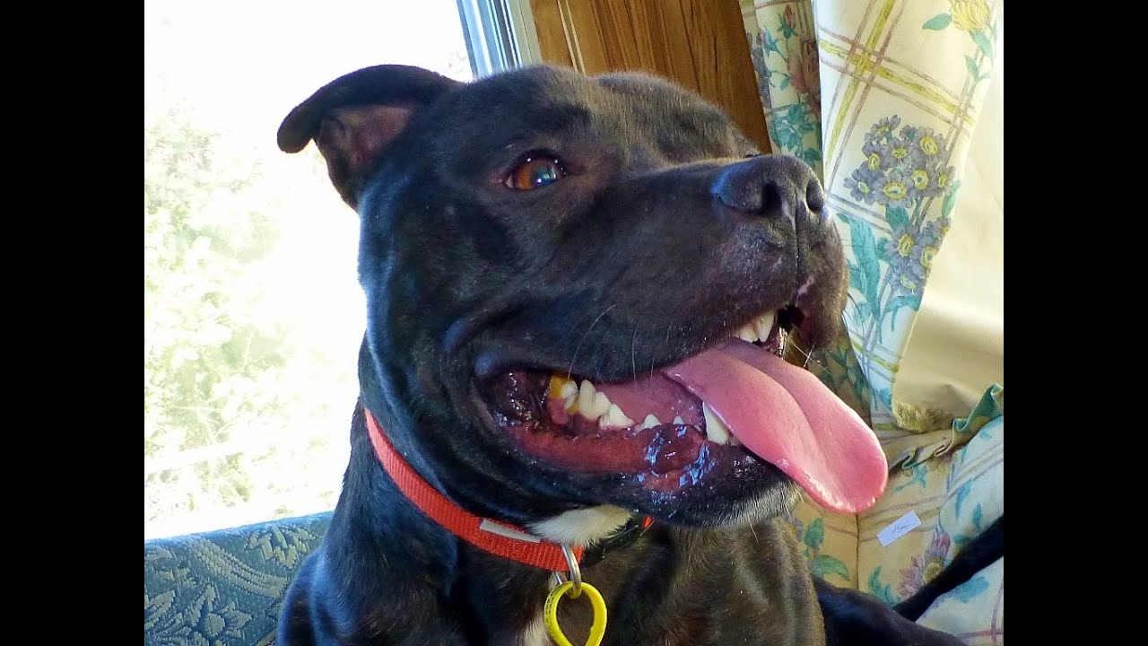  Timmy in 2 minutes! North Clwyd Animal Rescue. (Now Adopted!)