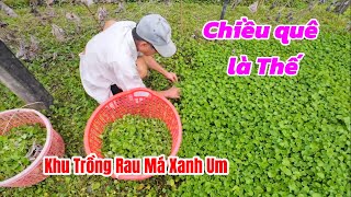 Cảnh CHIỀU THANH BÌNH XÃ MỸ LỘC ngày Nay | Thăm Vườn RAU MÁ Xanh Rờn thấy Phát Mê.