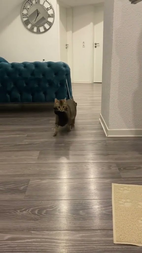 Belle maman avec petite chaton ? ? ? ? ?