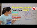 Respiratory system anatomy & physiology in hindi || Organs || structure || functions