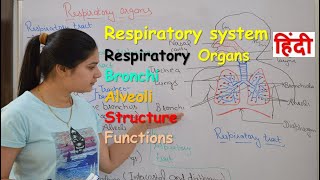 Respiratory system anatomy & physiology in hindi || Organs || structure || functions