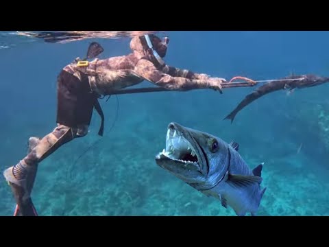 BIG Barracuda's ,BIG Catch We Speared Lots Of Barracudas Today Action Pack Hunt Barra Fi Days!!!!