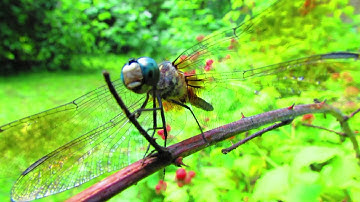 Powershot SX40 HS HD Macro Video Test. Slow Motion Dragon Fly Gestures