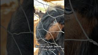 Kripto Analistleri! 📈🐐
