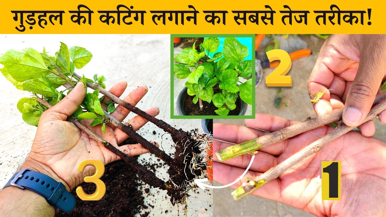 गुड़हल की कटिंग लगाने का सबसे तेज तरीका! 101 कामयाबी Gudhal Ki