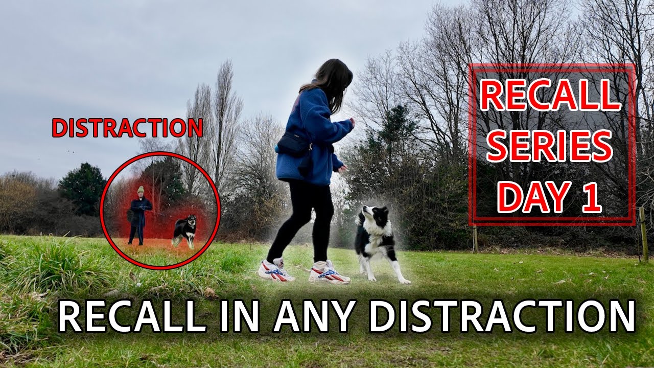 Teach Your Dog To LOOK AT YOU In Any Distraction (Recall Training) 🚀🐶🌟