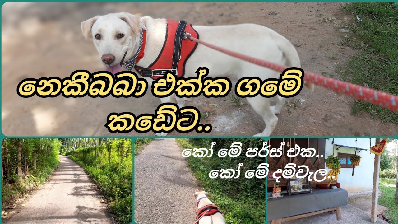 නෙකීබබා එක්ක ගමේ කඩේට..@Nekiibaba