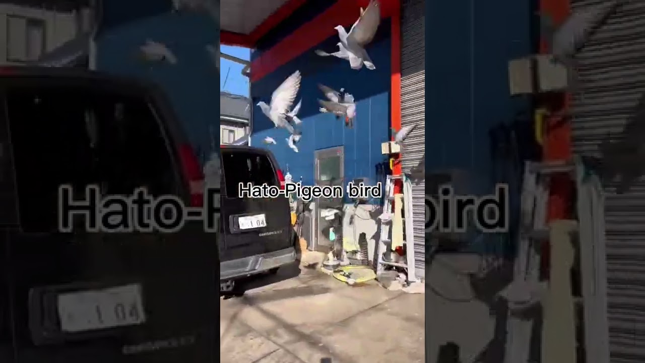 ASMR Run and Fly High Birds