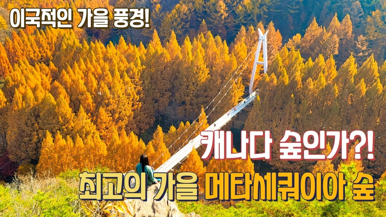 캐나다 아닙니다! 이국적이고 최고의 가을 풍경을 볼 수 있어요! 장태산 자연휴양림 - YouTube