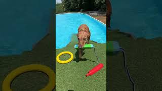 Fetching fun in the pool 🐶💦