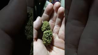 Deli by calivia/herb n joy/Cannable delivery walk in shop in Parlier