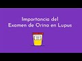 Importancia del Examen de Orina en Lupus