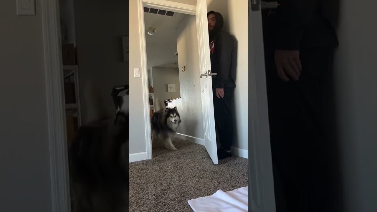 My Dog Does THIS During Hide and Seek!