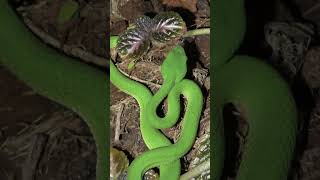 Venomous Snakes in Restaurant!