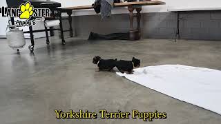 Cute Yorkshire Terrier Puppies