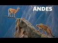 PERÚ SALVAJE | Los Señores Dominantes de los Andes | Documental Animal