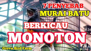 CARA MENGATASI MURAI BATU BERKICAU MONOTON #PENYEBAB PART 1