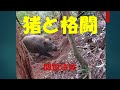 【閲覧注意】新米猟師が猪の鼻を取って肉にするまで