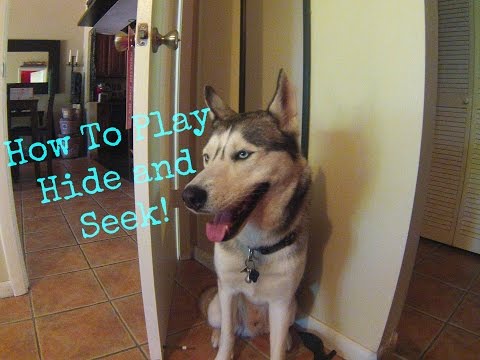 How to Play Hide and Seek With Your Dog – Furtropolis