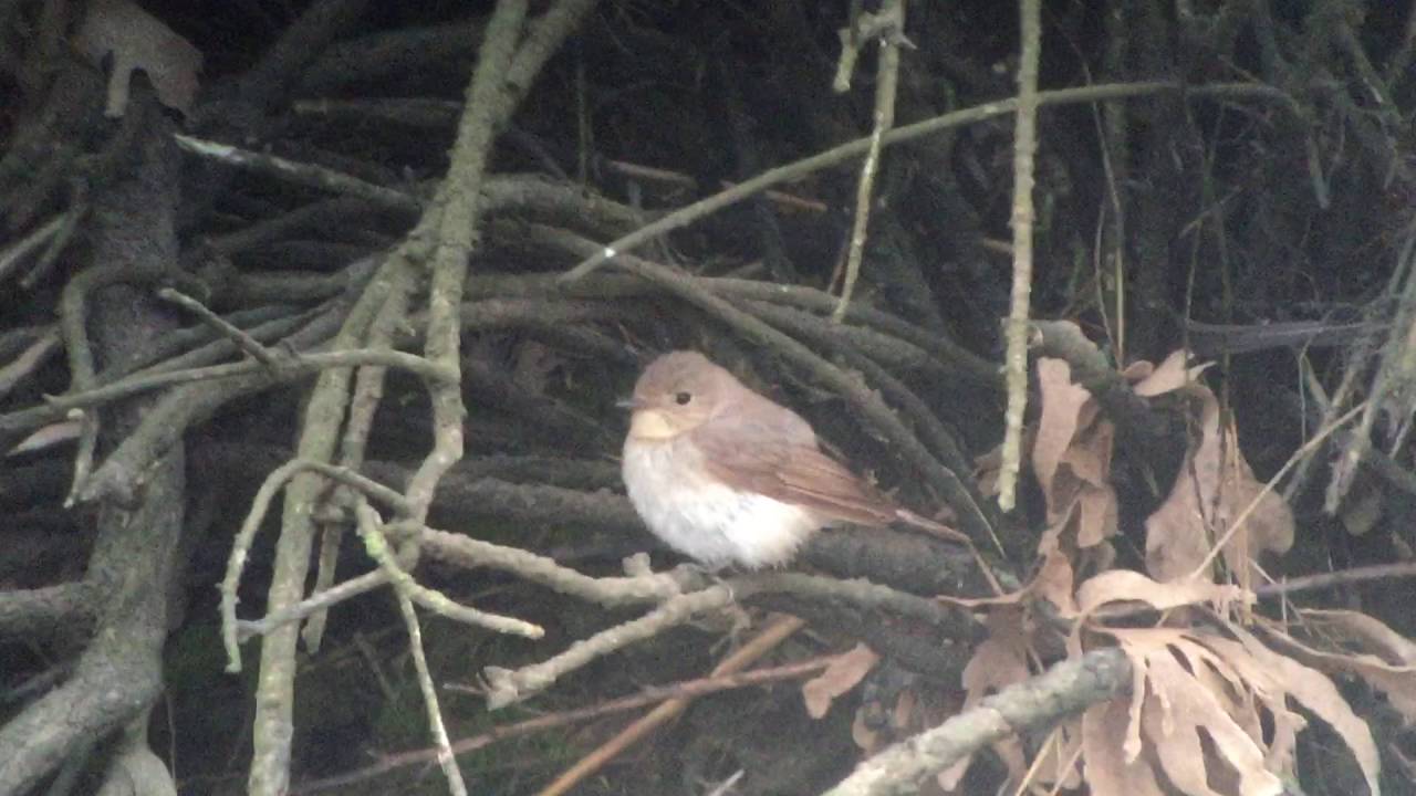 Red-breasted Flycatcher at Titchwell RSPB 