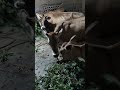 Feeding Hungry Cow #cow#baycow#animallife#thirstycow#bafelo#bull#animals#nature#village#feeding