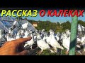 Был в ШОКЕ❗ Думал пришла &quot;ВЕРТЯЧКА&quot; до голубей❗😡