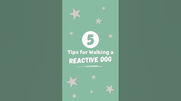 5 Tips for Walking Dog-Reactive Dogs