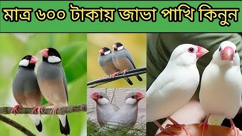 স্বল্পদামে জাভা পাখি কিনুন| জাভা পাখির দাম ২০২৫|Java Bird Price 2025