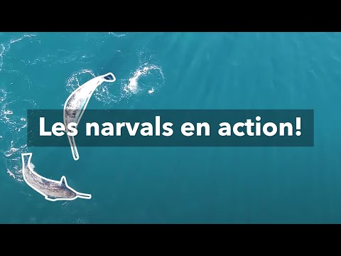 Vidéo: Les narvals utilisent-ils leurs défenses ?