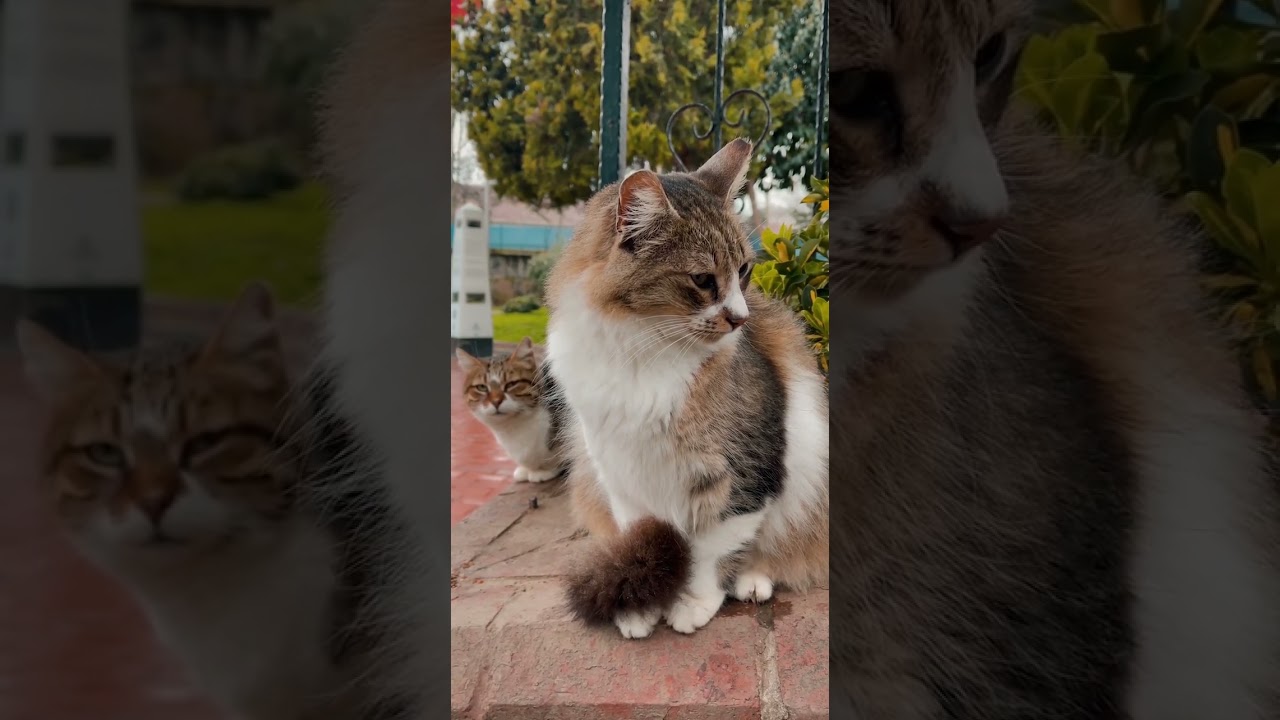 Top Laziest Cats| Urliyaan Parliyaan