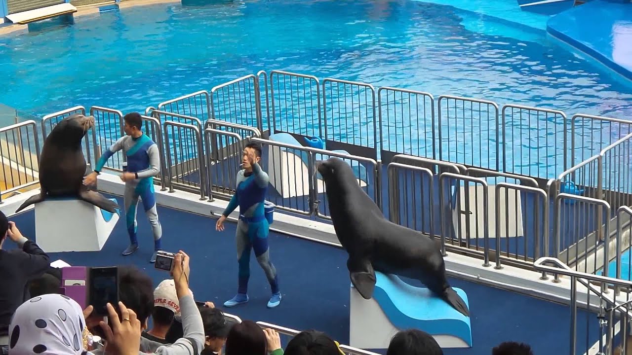 HongKong Ocean Park 2013 __ Dolphin Show 3/5 YouTube