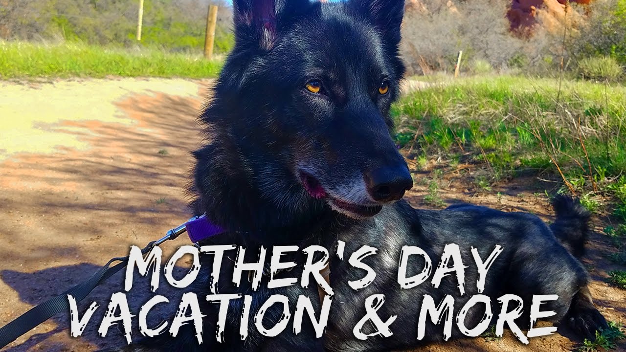 pets and animals for sale Mother's Day Vacation & More