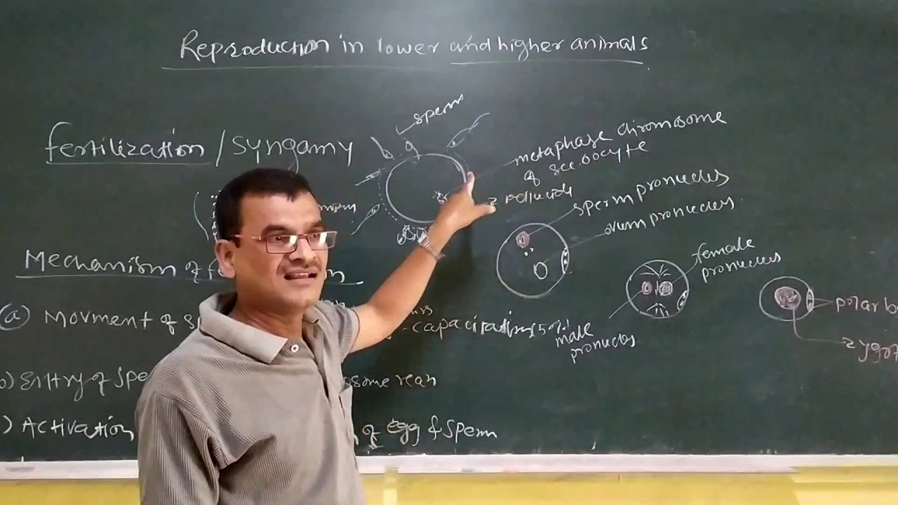 Reproduction In Lower And Higher Animals YouTube