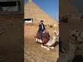 الجمل وهو بيقعد الاهرامات 