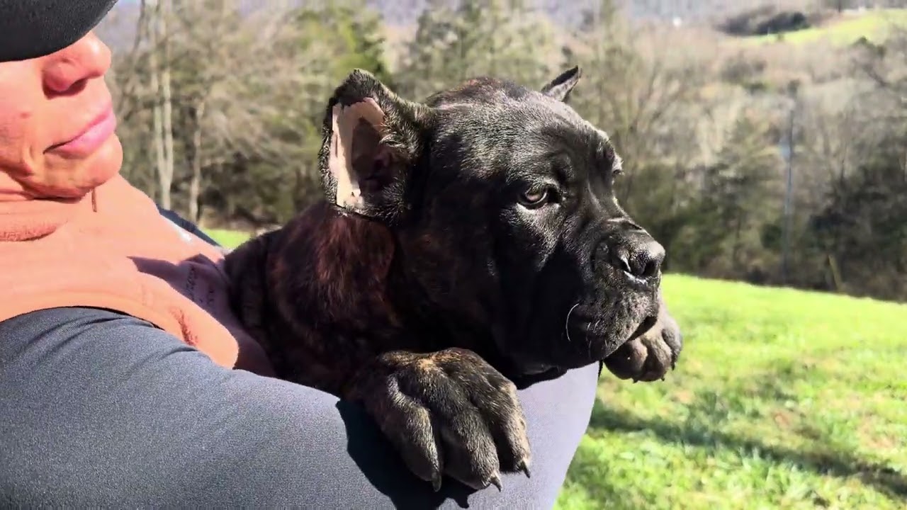 Black brindle male cane Corso 