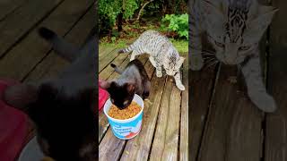 Las Tóxicas Y Yo Molly Y Viva