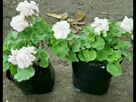 Video: Mengapa Geranium Tidak Mekar? Bagaimana Jika Tumbuh Dan Memberi Dedaunan Tetapi Tidak Berbunga? Bagaimana Cara Mengatasi Masalah Dan Membuat Geranium Mekar?